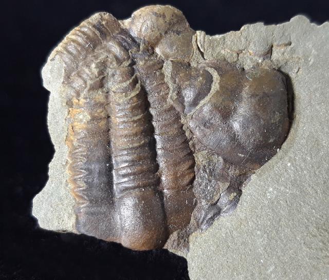 Ellipsocephalus hoffi (SCHLOTHEIM 1823) - Bild © FossNet FossilienStore